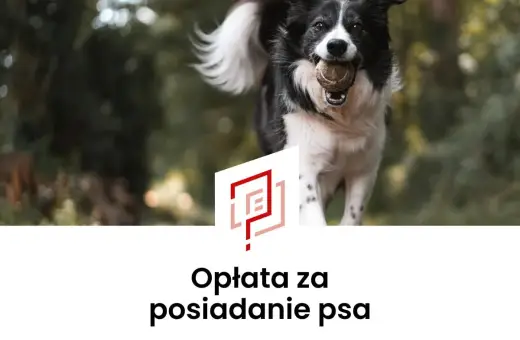 Radosny piesek z piłeczką w pysku. Czy to oznacza, że czeka nas podatek od psa?