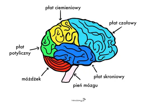 Kolorowy schemat mózgu z zaznaczonymi płatami: czołowym, ciemieniowym, potylicznym, skroniowym, móżdżkiem i pniem mózgu.