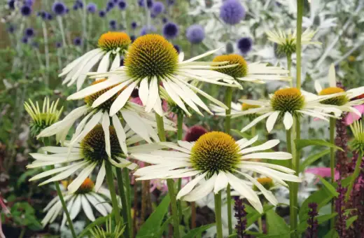 Vita solhattar blommar i en rabatt med blå klotrundlar, en motsats till perenn som ger liv och färg.