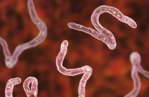 Różowe, wijące się pasożyty, przypominające kształtem literę S, to giardia.