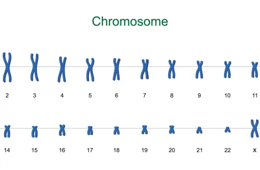 Zestawienie chromosomów ludzkich, od 1 do 22, plus chromosomy płci X. Każdy chromosom ma charakterystyczny kształt litery X.