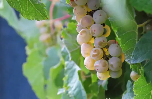 Pinot Grigio - poznaj historię i charakterystykę tego szczepu winorośli