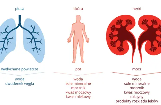 Ilustracja pokazuje budowę układu moczowego i jego rolę w usuwaniu zbędnych substancji z organizmu.