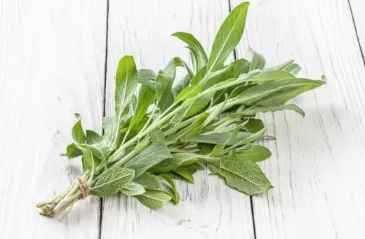Pęczek świeżej szałwii, z jej zielonymi, aksamitnymi liśćmi, wygląda jakby był w ciąży z nowymi smakami i aromatami.
