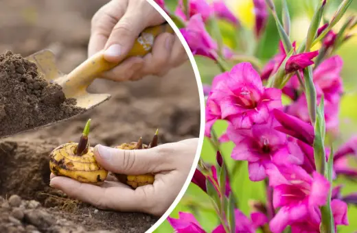 Sadzenie cebulek mieczyków, które zakwitną pięknymi, różowymi gladiole kwiaty.