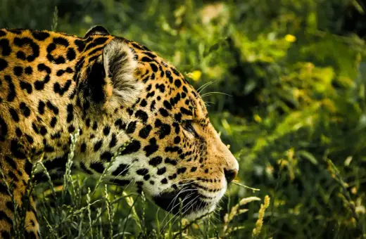 Piękny jaguar w swoim naturalnym środowisku, wśród bujnej zieleni Pantanalu. Jego cętkowana sierść idealnie wtapia się w otoczenie.