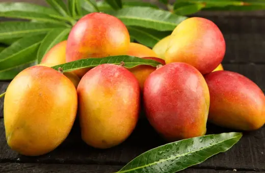 Kusza dojrzałych mango, gdzie rosną mango, na ciemnym drewnianym tle, otoczona zielonymi liśćmi.