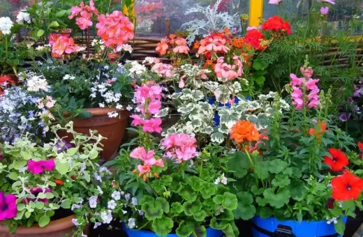 Kolorowe kwiaty do donic na taras: pelargonie, petunie i lobelie tworzą barwną kompozycję.