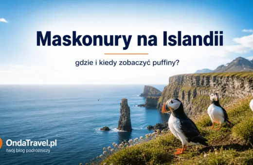 Maskonury na Islandii. Planujesz wycieczkę na Islandię i chcesz zobaczyć te urocze ptaki? Poznaj najlepsze miejsca i terminy.