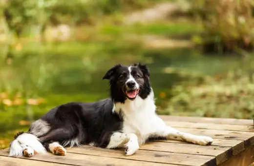 Szczęśliwy pies rasy border collie odpoczywa na drewnianym pomoście, ciesząc się urokami Mazur z psem.
