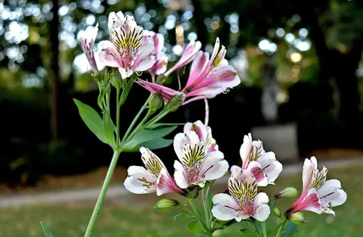 Delikatny kwiat alstroemeria w odcieniach bieli i różu, z czarnymi prążkami, kwitnie na tle rozmytego ogrodu.