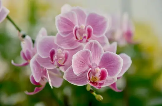 Delikatny, różowy orchidea kwiat w pełnym rozkwicie, otoczony zielenią.