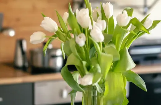Białe tulipany w wazonie, świeże i pełne życia. Zastanawiasz się, ile wody do tulipanów, by były piękne?