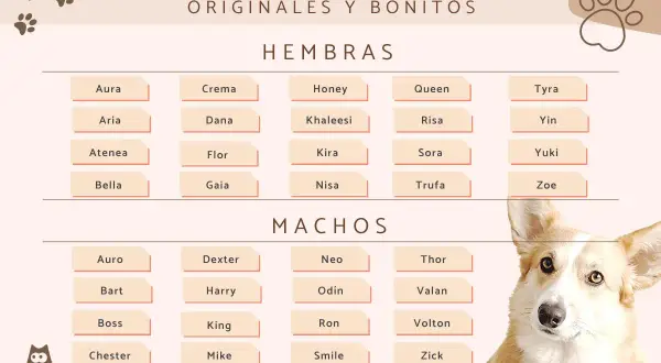 Lista de nombres para perros, con opciones graciosas y originales para hembras y machos. ¡Encuentra el nombre perfecto para tu peludo!