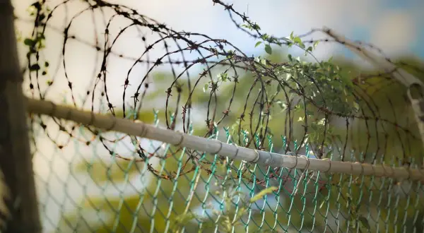Drut kolczasty na płocie, porośnięty zielenią. Czy drut kolczasty jest legalny? Pytanie to często pojawia się w kontekście zabezpieczeń.