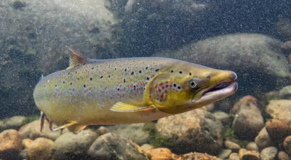 Ein schöner rogner fisch schwimmt durch klares Wasser über steinigen Grund.