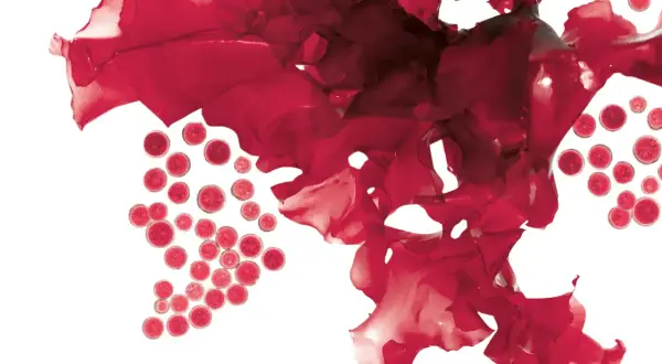 Rote Algen und kugelförmige Zellen, die an die Quelle von Astaxanthin erinnern. Mögliche Astaxanthin Nebenwirkungen sind selten.