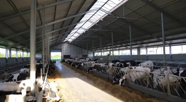 Nowoczesna obora na byki z jasnym, wentylowanym dachem. Zwierzęta jedzą paszę przy długim korytarzu.