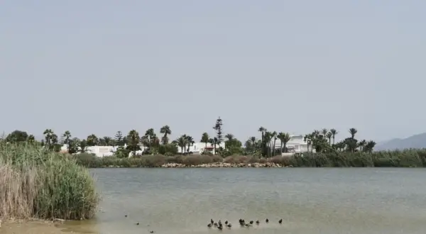 Patos nadan en la serena laguna de Vera, con palmeras y casas blancas al fondo.