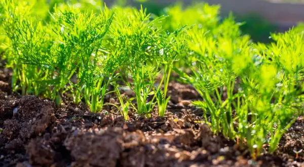 Junge Dillpflanzen wachsen im Sonnenlicht. Das Vorziehen von Dill im Garten ist ein schöner Anblick.