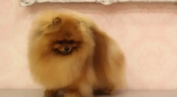 Uroczy biszkoptowy piesek rasy pomeranian, z puszystą sierścią, siedzi na blacie.