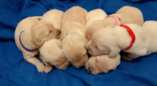 Szczenięta golden retriever na sprzedaż w Île-de-France - sprawdź oferty