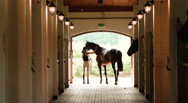 W ośrodku jeździeckim Golden Horse młoda kobieta pieści konia przy wyjściu z boksu.