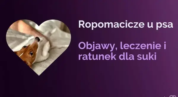 Piesek w sercu, tekst o ropomaciczu u psa: objawy, leczenie i ratunek dla suki.