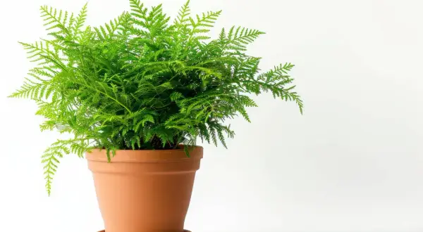 Zielony, puszysty asparagus doniczkowy w terakotowej doniczce, z delikatnymi, pierzastymi liśćmi.