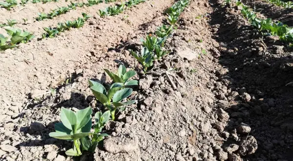 Filari di giovani piantine di fave appena spuntate dal terreno, mostrando come si piantano le fave per una futura raccolta.