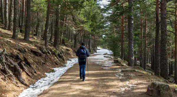 Senderismo en el puerto de Cotos, un camino entre pinos con nieve a los lados.