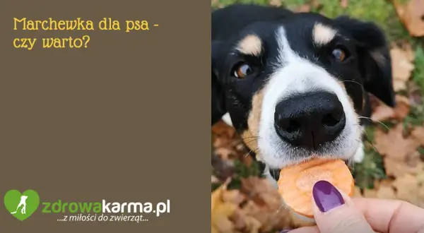 Gotowana marchewka dla psa: zdrowa przekąska czy pułapka?