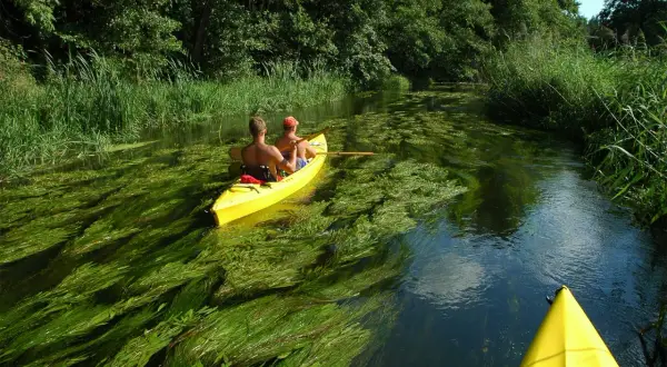 Spływ kajakowy Narew: Polska Amazonia trasy, ceny, atrakcje