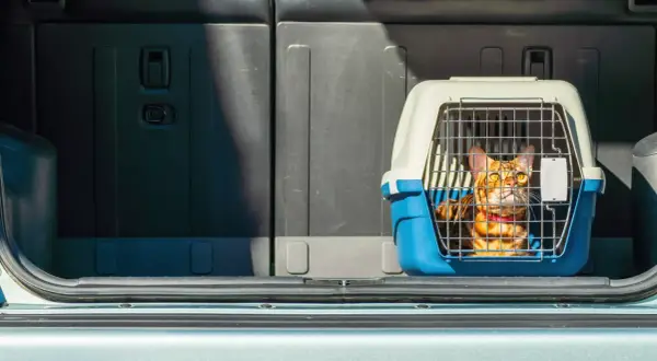 Un chat Bengal dans sa cage de transport, prêt pour le transport animaux voiture.