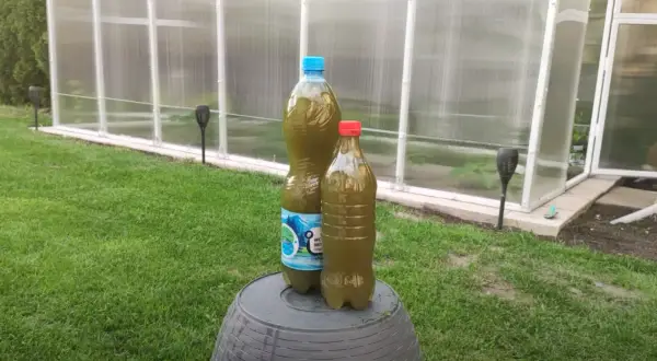 Jaki nawóz pod bób? Odkryj najlepsze metody nawożenia tej rośliny