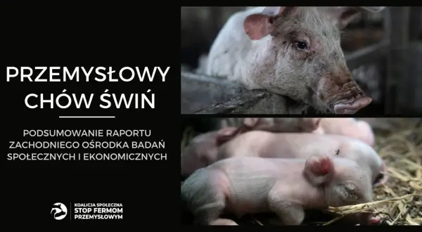 Hodowla świń jak się nazywa - poznaj właściwe terminy i znaczenie