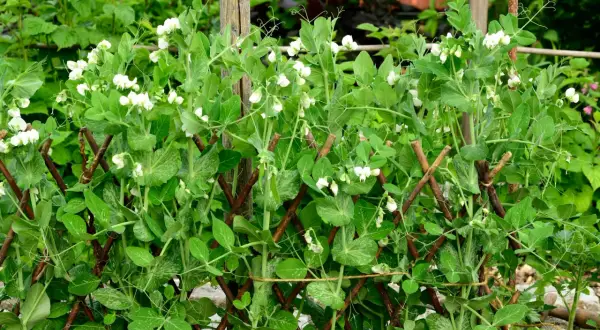 Zuckerschoten pflanzen ranken an einem Holzgitter empor, bedeckt mit zarten weißen Blüten und jungen Schoten.