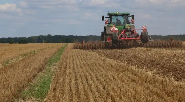 Zwalczanie chwastów w zbożu: Uniknij strat, zwiększ zysk!