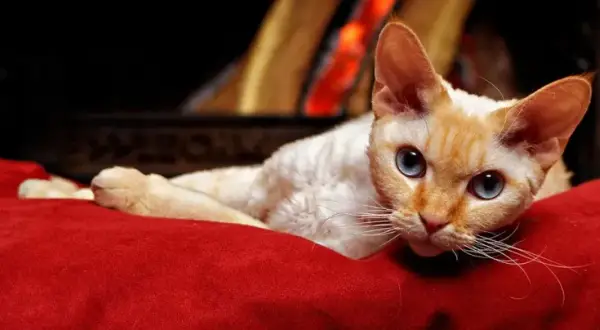 Sierść Devon Rex: niezwykłe cechy, pielęgnacja i hipoalergiczność