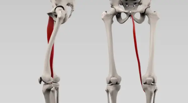 Der musculus gracilis, ein dünner Muskel am Oberschenkel, wird rot hervorgehoben, der vom Becken zum Knie verläuft.