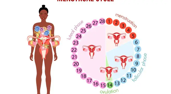 Cykl menstruacyjny: owulacja (dzień 14) to kluczowy moment, po którym następuje faza lutealna. Obrazek pokazuje fazy cyklu i narządy rodne.