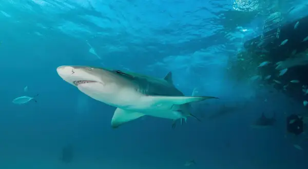 Un requin citron nage près d'un banc de poissons lors d'une plongée aux Bahamas.