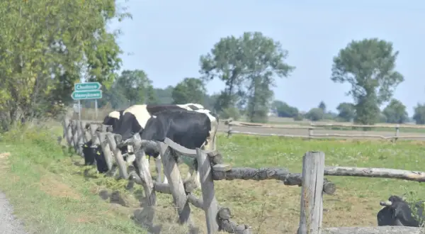 Krowy pasące się za drewnianym płotem, w tle znak drogowy.