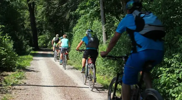 Grupa rowerzystów przemierza leśną ścieżkę, odkrywając najpiękniejsze trasy rowerowe lubuskie.