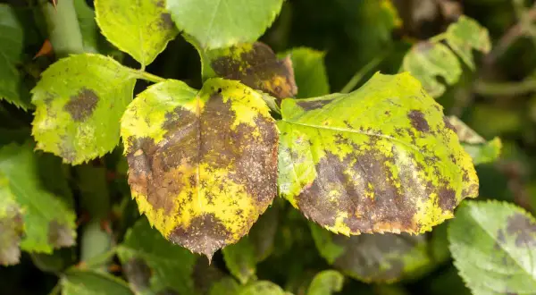 Feuilles de rosier atteintes de la maladie des taches noires, jaunissant et se couvrant de taches brunes.