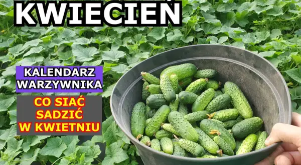 Jakie warzywa siać w kwietniu, aby uniknąć rozczarowań w ogrodzie