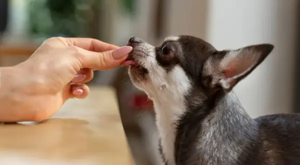 Chihuahua zjada smakołyk z ręki. Dostępne są leki przeciwbólowe dla psa bez recepty, które pomogą mu poczuć się lepiej.