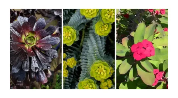 Tres plantas: una suculenta oscura, una Euphorbia verde con flores amarillas y una Corona de Cristo roja. ¡Cuidado! Son plantas tóxicas para perros.