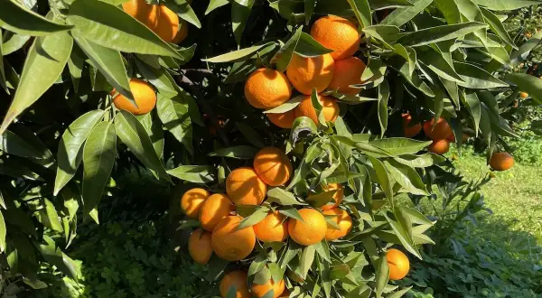 Rami di un albero carico di arance mature, un esempio di rigogliosa limone coltivazione sotto il sole.