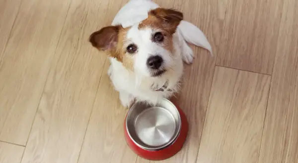 Szczeniak Jack Russell czeka z pustą miską, zastanawiając się, jak często karmić szczeniaka.
